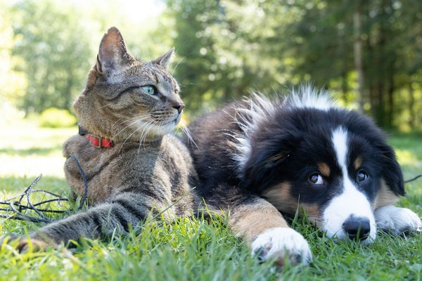 How to teach your pet basic commands