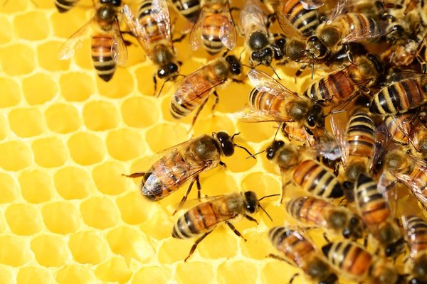 How can sustainable farming methods protect bees and pollinators in agriculture?